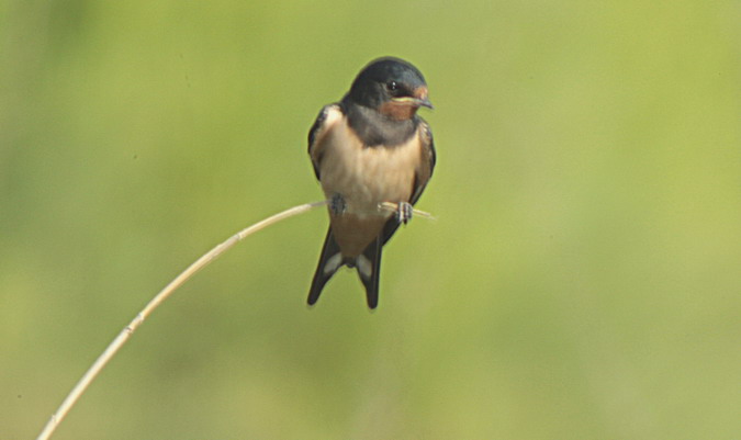 Oreneta vulgar (Hirundo rustica)