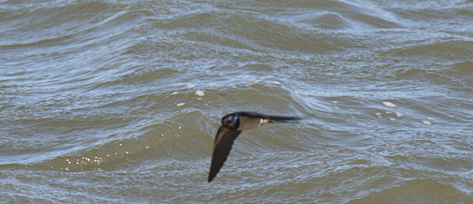 Oreneta vulgar (Hirundo rustica)