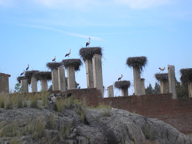 Colonia cigüeñas