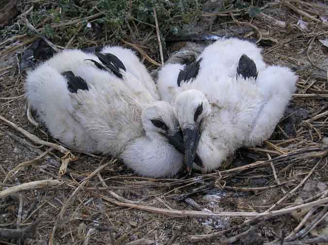 Pollos de cigüeña común (Ciconia ciconia)