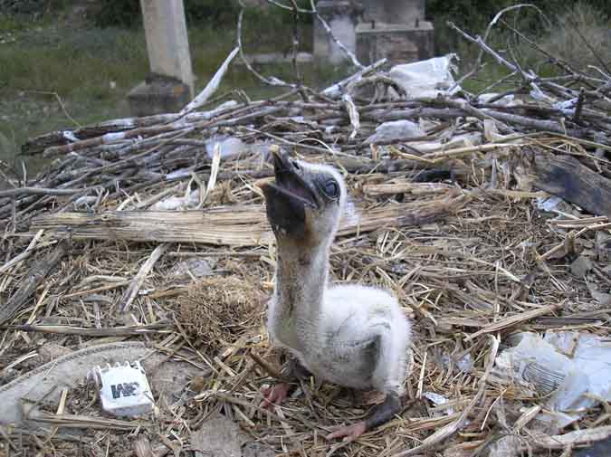 Pollo de cigüeña común (Ciconia ciconia)