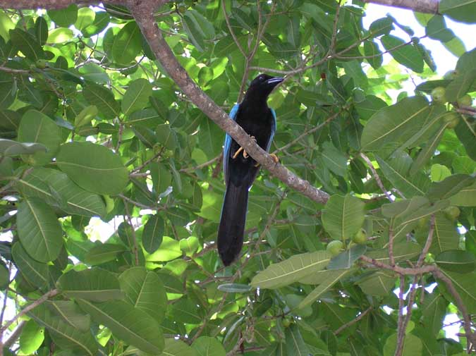 Zanate o Quiscalo azul (Quiscalus mexicanus)