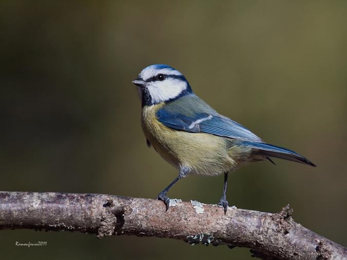 Ocells de La Garrotxa: Mallerenga Blava.