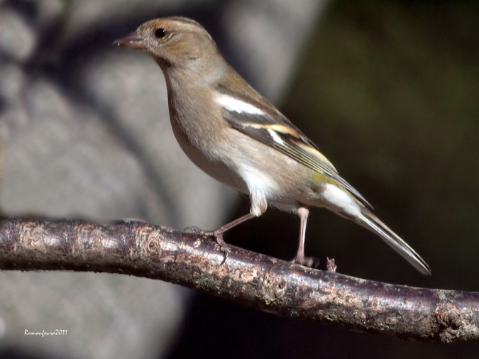 Ocells de La Garrotxa: Pinsà Comú