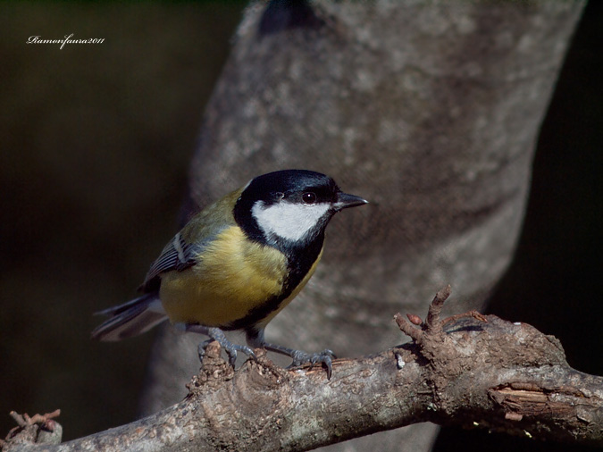 Ocells de La Garrotxa: Mallerenga Carbonera