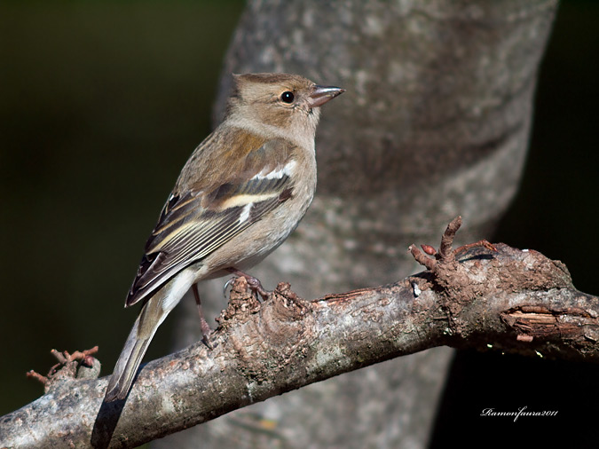 Ocells de La Garrotxa: Pinsà Comú