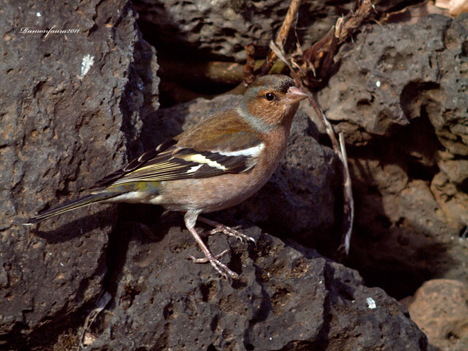 Ocells de La Garrotxa: Pinsà Comú