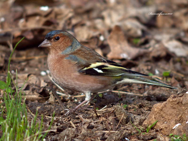 Ocells de La Garrotxa: Pinsà Comú