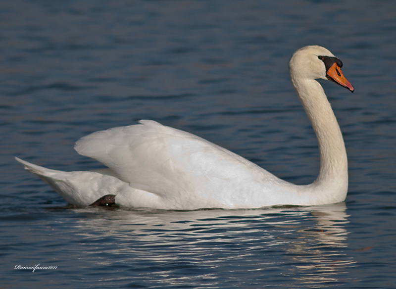 Nidificants del PNAE:Cigne mut