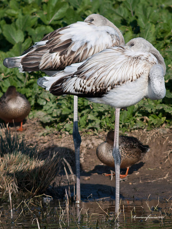 Visitants de pas al PNAE: Flamencs I