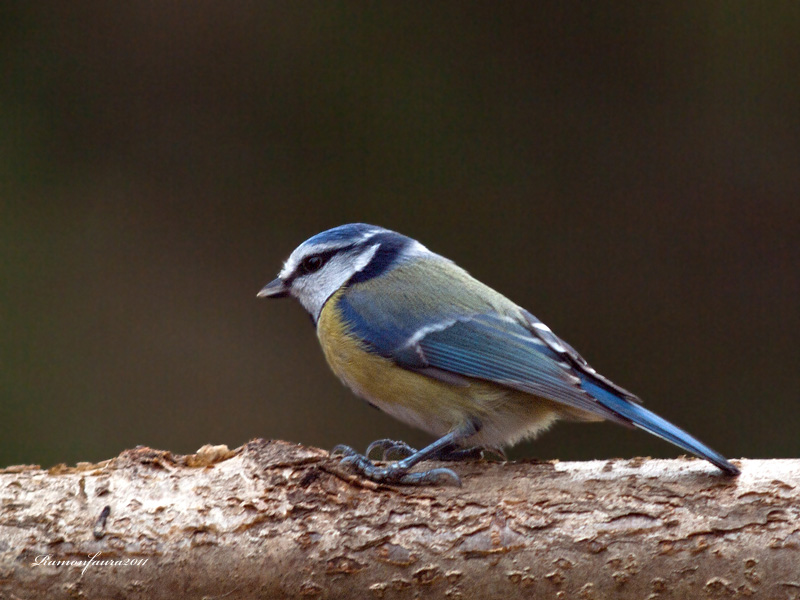 Ocells de La Garrotxa: Mallerenga Blava.