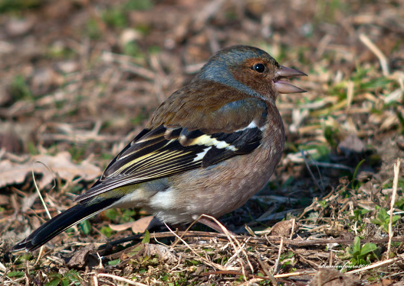 Ocells de La Garrotxa: Pinsà Comú