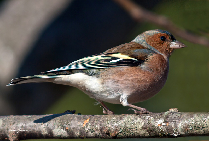 Ocells de La Garrotxa: Pinsà Comú