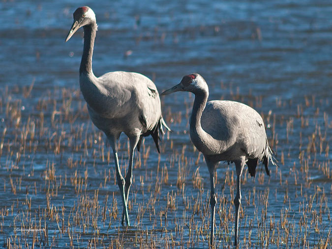 Gallocanta d'Empordà II