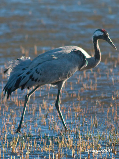 Gallocanta d'Empordà III