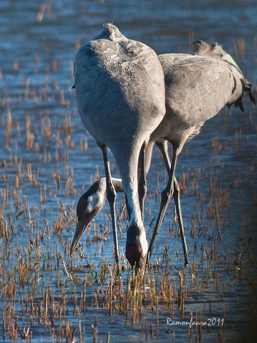 Gallocanta d'Empordà IV