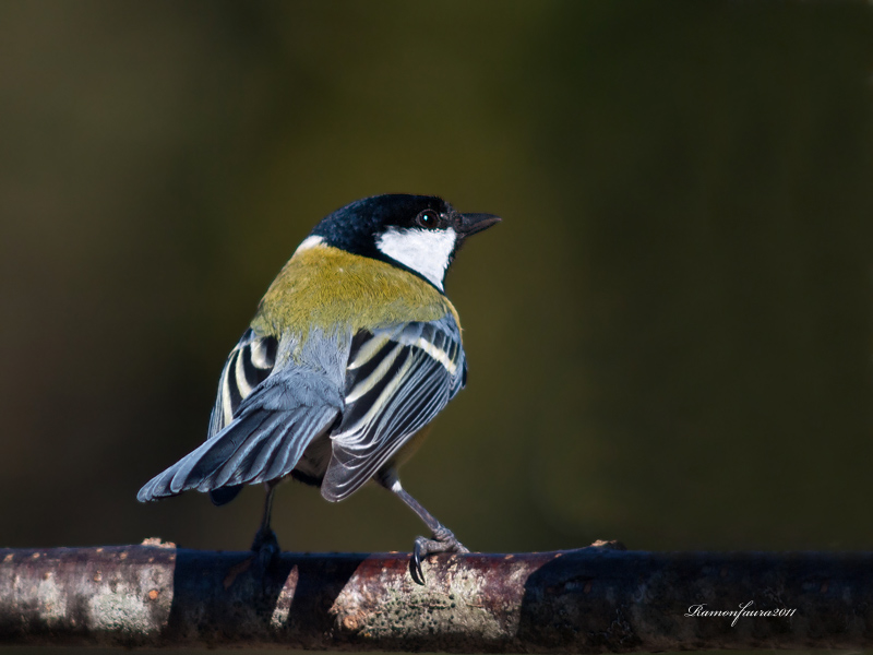 Ocells de La Garrotxa: Mallerenga Carbonera