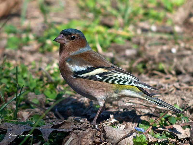 Ocells de La Garrotxa: Pinsà Comú