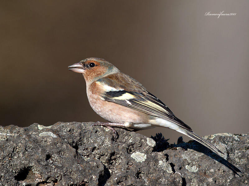 Ocells de La Garrotxa: Pinsà Comú