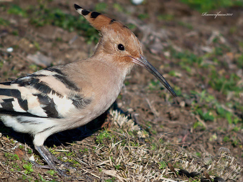 Ocells de La Garrotxa: Puput