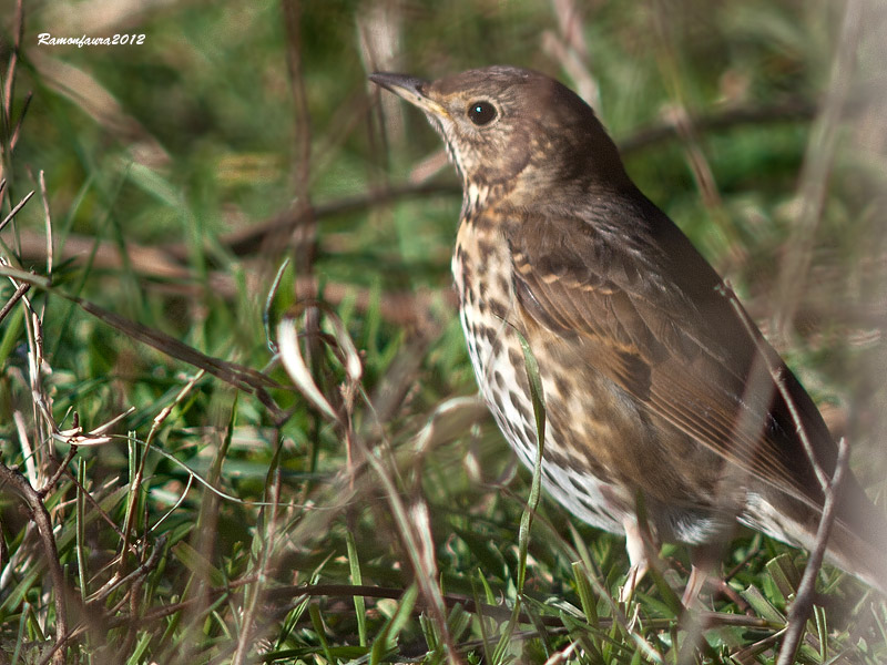 Turdus philomelos