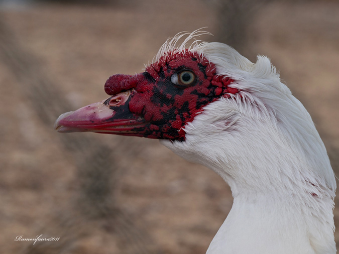 Cairina moschata II