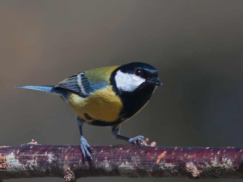 Ocells de La Garrotxa: Mallerenga Carbonera