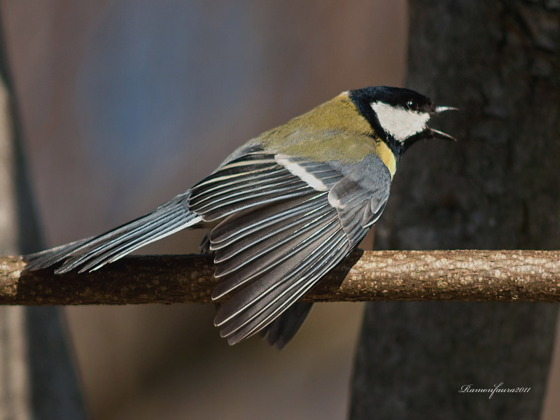 Ocells de La Garrotxa: Mallerenga Carbonera