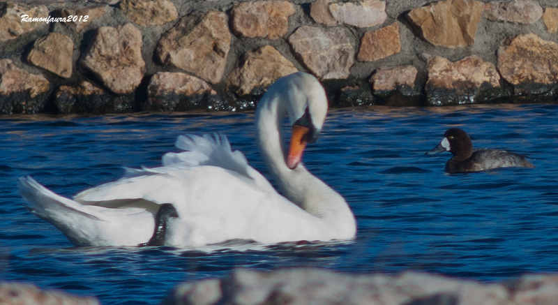 Visitants molt  poc frequents al PNAE: Morell Buixot