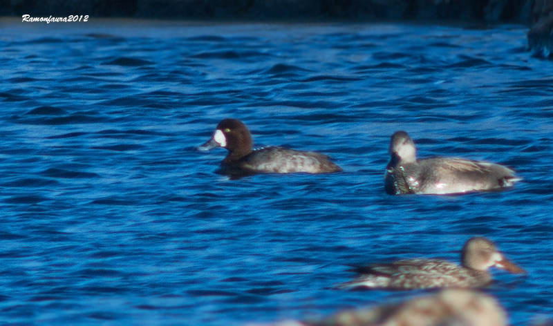 Visitants molt  poc frequents al PNAE: Morell Buixot