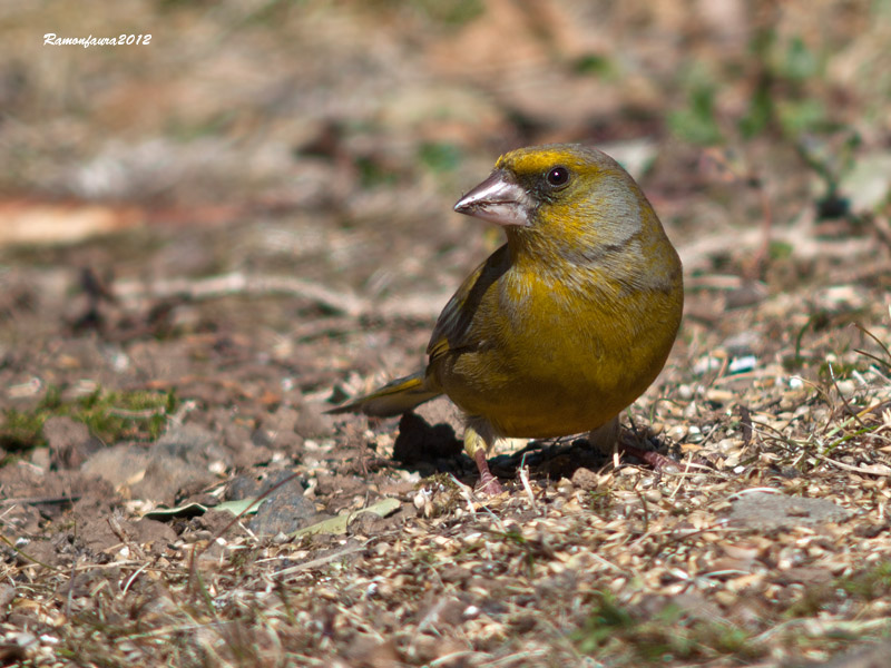 Ocells de la Garrotxa:Verdum