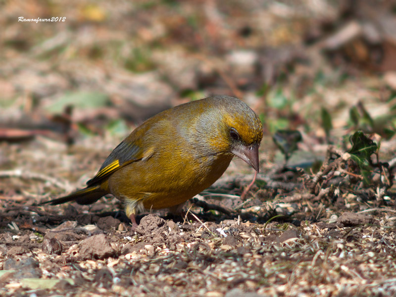 Ocells de la Garrotxa:Verdum