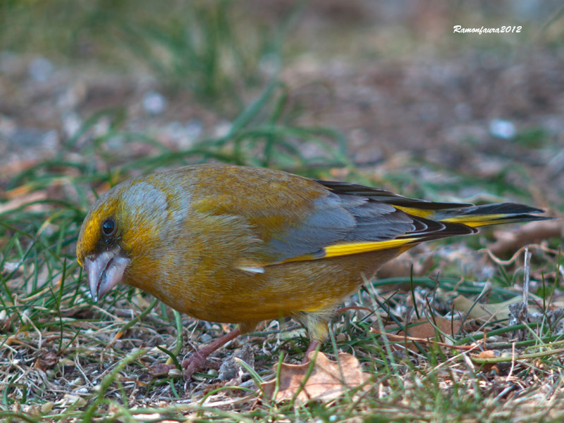 Ocells de la Garrotxa:Verdum