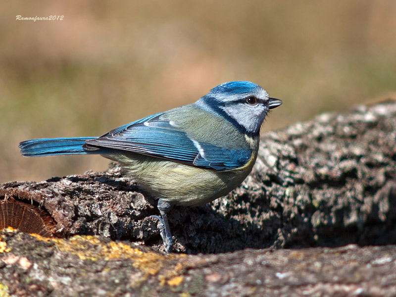 Ocells de la Garrotxa:Mallerenga Blava