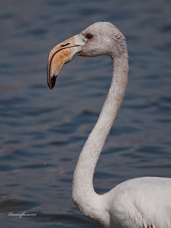 Visitants de pas al PNAE: Flamenc