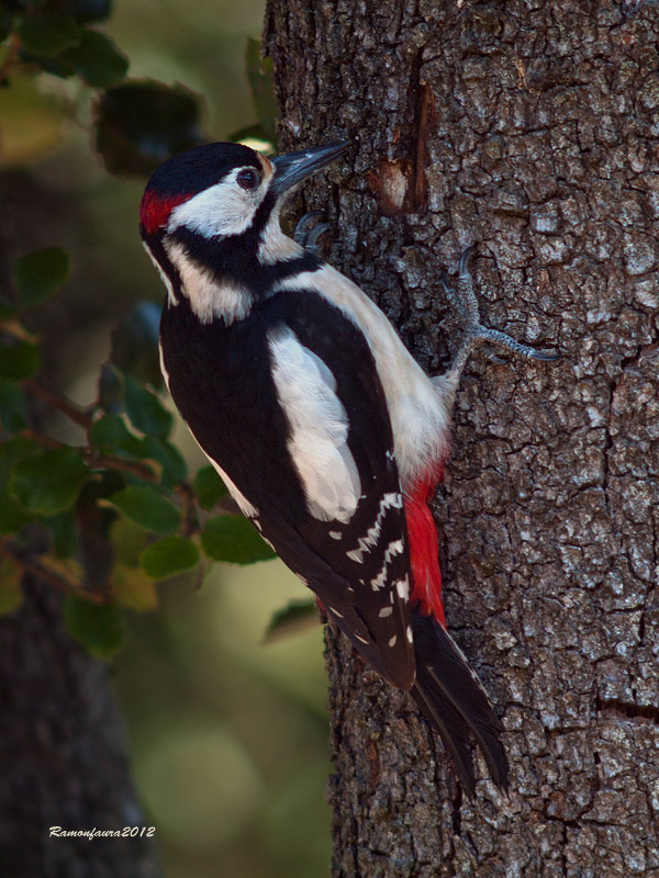 Ocells de la Garrotxa:Picot Garcer Gros