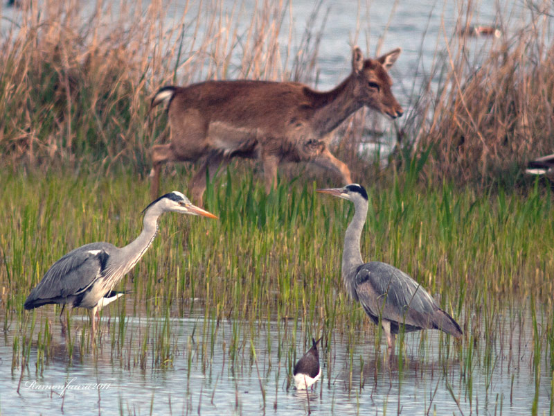 Els Ardèids del PNAE: Bernat Pescaire