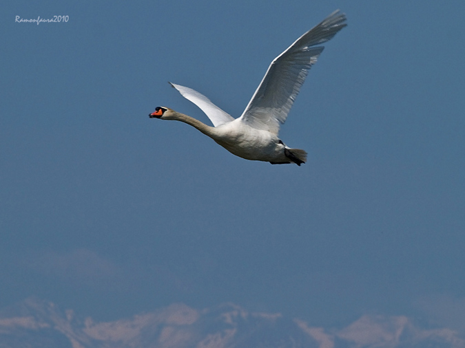 Al vol: Cigne mut