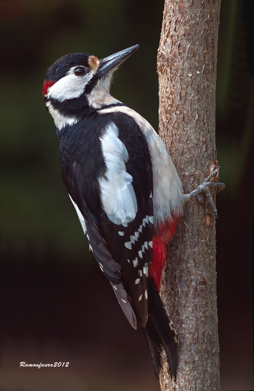 Ocells de la Garrotxa:Picot Garcer Gros