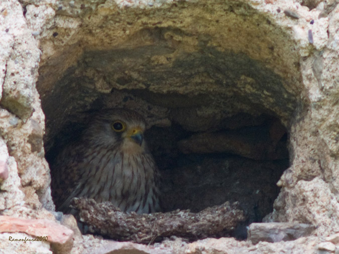 Nidificants a l'Empordà: Xoriguer Comú