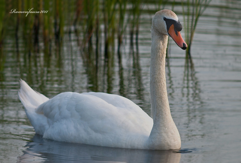 Nidificants del PNAE:Cigne mut