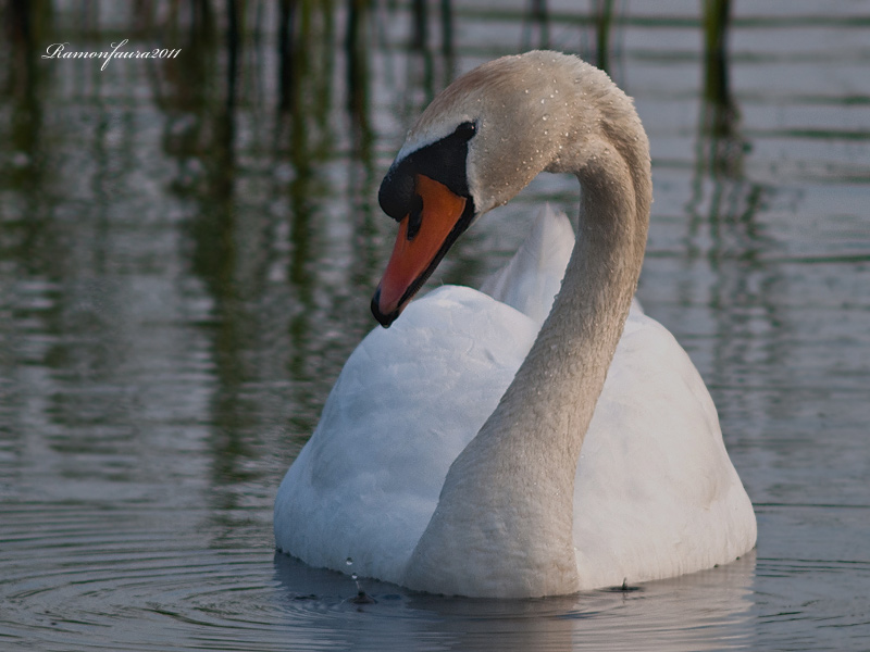 Nidificants del PNAE:Cigne mut