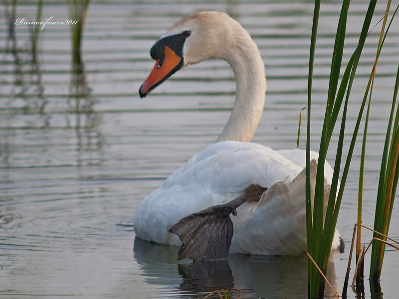 Nidificants del PNAE:Cigne mut