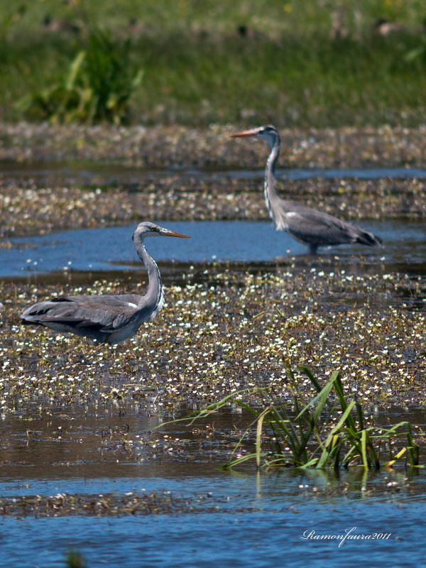 Ardèids al PNAE: Bernat Pescaire