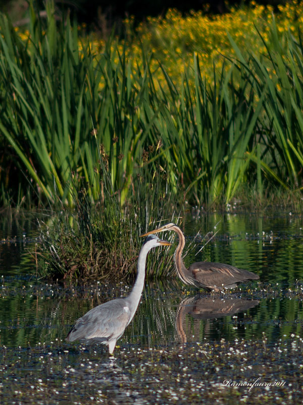 Ardèids al PNAE: Bernat Pescaire i Agró Roig