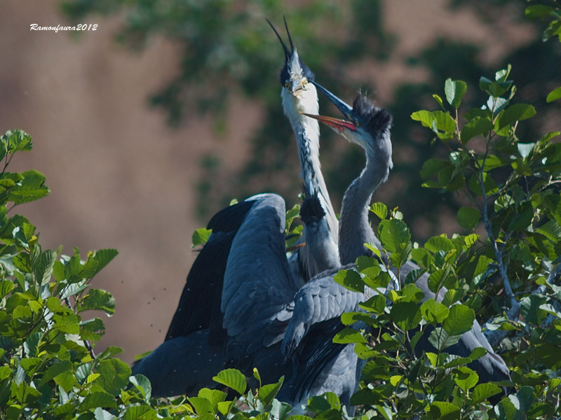 Nidificants al Ter: Bernat Pescaire