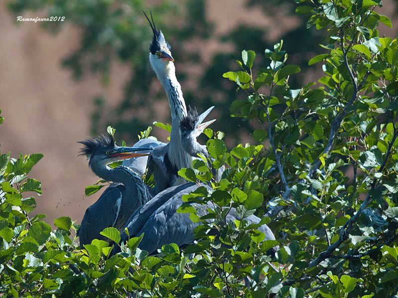 Nidificants al Ter: Bernat Pescaire