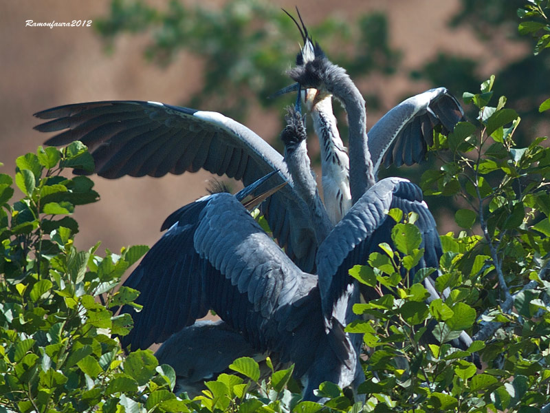 Nidificants al Ter: Bernat Pescaire