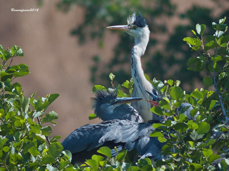 Nidificants al Ter: Bernat Pescaire