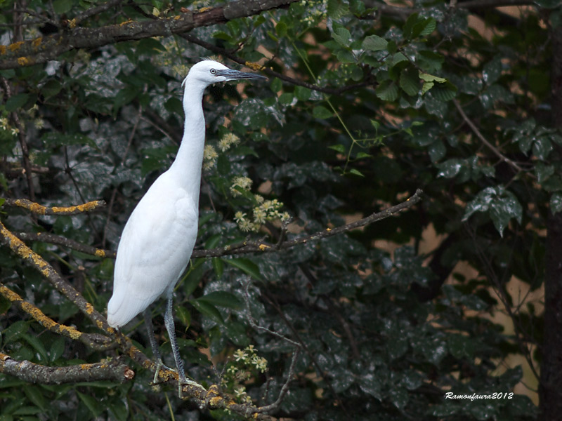 Nidificants al Ter: Martinet Blanc